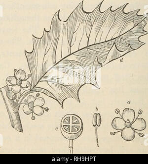 . La botanica per signore; o, un popolare introduzione al sistema naturale di piante, secondo la classificazione di de Candolle. Impianti -- classificazione. 344 CELASTRINE^. [Parte II. specie. Il Celastrus è un arbusto di arrampicata, notevole per i suoi grappoli di fiori, ma che non ha niente altro da raccomandare. La terza sezione, Aquifoliacese, è realizzato un ordine separato, sotto il nome di Ilicinese o Aquifoliacese, da molti botanici ; alcuni dei quali collocarlo nella sotto-classe Corollseflorse, perché i petali sono collegati alla base. Le piante più comuni che esso contiene sono inclusi nel ge Foto Stock