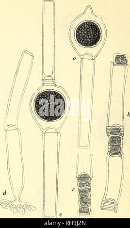 . Botanisk tidsskrift. La botanica; piante; piante. - 410 -. Fig. 18. altit. 7-9,5 olp m.; " 2,5-6 " "; n 63-86/*; " 44-63/,; 7-9/,; crassit. Cella, veget, impianti, fem. .. 16 - 26/,, masc . 21 -25", " oogon 56 - 58//, " oospor 42-49//, " cella, antherid 20 - 22/,, , basal 22/,, Hab.: Balle penisole Jylland; Fredensborg insulae Sjaelland. Ved Oogoniets forma naermer denne nye arte sig mest Oe. taphro- sporum ; gli uomini den adskiller sig ved a vaere lidt mindre og ved in den har en glat Oosporemembran. 6/,.. Si prega di notare che queste immagini vengono estratte dalla pagina sottoposta a scansione di immagini che possono essere state migliorano in modo digitale Foto Stock