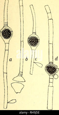 . Botanisk tidsskrift. La botanica; piante; piante. - 405 -. Fig. 10. crassit. Cella, veget 4 - 7/*, altit. 4,5-12-OLP m. ; Oogon 21-23/1, " 23-35/^; " oospor 19 - 20/;, " 15-20/*; " cella, androspor. 4 - 7/;, " 7-12/*; " nannandr 6 - 7//, " 14-16/*. Hab. : In lacu annuncio penisole Raabjerg-Mile Jylland. Oe. danicum fra Raa- bjerg-Mile ligner den monø- ciske Oe. Petri noget; uomini den afviger ved a hanno Dvaergplanter, der er een- cellede, og ved a de Geller vegetativa laengere er. Oe. velatum ora spec. (Fig. 11.) Oe. dioicum?; oogoniis singulis, ellipsoideo-globosis ; operculo apertis, circumscissione supe Foto Stock