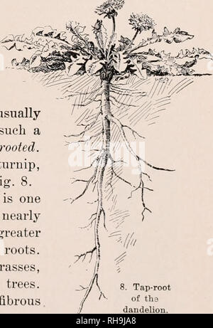 . La botanica; un testo elementare per le scuole. Piante. Capitolo II LA RADICE 20. Il sistema di radice.-Gli uffici della radice sono per tenere la pianta in luogo, e raccogliere cibo. Non tutti i materiali alimentari, tuttavia, sono raccolti dalle radici. 21. Tutta la massa di radici di ogni pianta è chiamato il suo sistema di radici. Il sistema di radice può essere annuale o biennale perenne, erbaceo o woody, profonde o poco profonde di grandi o piccole dimensioni. 22. Tipi di radici.- un leader forte radice centrale che corre direttamente verso il basso, è un rubinetto-root. Il lato o la diffusione di radici sono di solito più piccole. Impianti che dispongono di un tale sistema di radice sono detti Foto Stock