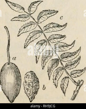 . La botanica per signore; o, un popolare introduzione al sistema naturale di piante, secondo la classificazione di de Candolle. Impianti -- classificazione. XI.] JUGLANDACE^. 179 in un primo momento, ma rifiuti gradualmente lontano, quando il seme è maturo, invece di apertura. Le foglie hanno sette o più coppie di volantini, che generalmente sono quasi di fronte e a volte sono senza il terminale singolo foglio, come mostrato in corrispondenza di h. Il guscio del frutto è molto duro e la dissepiments, che sono anche molto duri sono generalmente perfetto e dividere il kernel in quattro parti. I dadi devono essere seminata al più presto Foto Stock