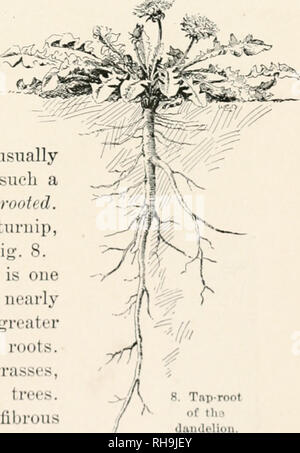 . La botanica, un testo elementare per le scuole. La botanica. Capitolo II LA RADICE 20. Il sistema di radice.-Gli uffici della radice sono a Jwld il plaid in luogo, e raccogliere cibo. Non tutti i materiali alimentari, tuttavia, sono raccolti dalle radici. 21. Tutta la massa di radici di ogni pianta è chiamato il suo sistema di radici. Il sistema di radice può essere annuale o biennale ptTt-nnial, erbaceo o woody, profonde o poco profonde larj^e o piccole. 22. Tipi di radici.- un leader forte radice centrale che corre direttamente verso il basso, è un rubinetto-root. Il lato o la diffusione di radici sono di solito più piccole. Impianti che dispongono di un tale sistema di radice sono sa Foto Stock