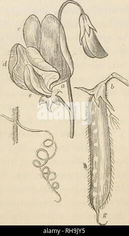 . La botanica per signore; o, un popolare introduzione al sistema naturale di piante, secondo la classificazione di de Candolle. Impianti -- classificazione. 36 PAPILIONACEOUS FIORI. [Parte I. nel trattenere il grande numero di generi inclusi in questo ordine, sono stati pensati vari procedimenti di ri-dividendolo; e questi mi adotta il più recente, che è anche la più semplice, in cui essi sono disposti in tre tribù, secondo i loro fiori. Tribù L-PAPILIONACEOUS FIORI. I fiori di questa tribù sono chiamati Papilio- naceous ; perché Papilio è lo sci entific nome di un genere di burro- il Foto Stock