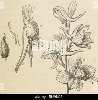 . La botanica per signore; o, un popolare introduzione al sistema naturale di piante, secondo la classificazione di de Candolle. Impianti -- classificazione. Il CHAP. I.] genere DELPHINIUM. 29 genere DELPHINIUM. Le piante appartenenti al genere Delphinium, vale a dire la Larkspurs, hanno i loro fiori costruito in quasi come un curioso modo di quelle dei diversi tipi di Monkshood ; ma differiscono per i sepali e petali entrambi costituenti. Fig. 10.-vasca fiori di ramificazione Larkspur. cospicue parti del fiore, anche se esse sono generalmente ben distinti sia in termini di forma e colore, un Foto Stock