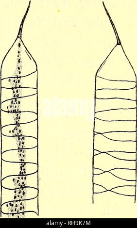 . Botanisk tidsskrift. La botanica; piante; piante. Â 11 â 26. R. Clerei Ostf., n. sp. (Sez. Perag Squamosae.). Frustules grande, 175â200p ampio; squamÃ¦ 5 di circonferenza; dorso come in R. styliformis; linee di collegamento-superficie con due parti addensato per la parte basale della colonna vertebrale; chromatophores numerosi, piccoli. Questa specie interessanti è alleato di R. Debyana Perag. È l'unica specie oltre a R. styliformis btw., che include la peculiare Richelia è intracellulare Schmidt (in Ostenfeld &AMP; Schmidt, PI. f. il Mare Rosso, p. 146, f. 2). 2 (rr) â 5 (rr) - 7 (+) â 10 (rr). 27. R. cylii Foto Stock