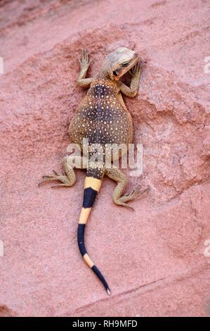 Chuckwalla (Sauromalus ater), maschio, giovani, arrampicata su pietra arenaria rossa, la Valle del Fuoco del parco statale, Nevada, Stati Uniti Foto Stock