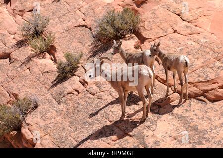 Desert Bighorn (Ovis canadensis nelsoni), femmina con due giovani su rocce di arenaria, Parco Nazionale Zion, Utah Foto Stock