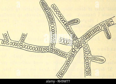 . Botanisk tidsskrift. La botanica; piante; piante. 408 117. Stigonema ocellatum (Dillw.) Thuret (Hieronymus). Thuret, Essai de classificazione des Nostochinées, Annal, d. Sc. nat., 6e série, bot., I, p. 380, 1875; Hieronymus, Hedwigia, Bd. XXXIV, p. 158, 1895. Fig. 38. Stigonema ocellatum (Dillw.) Thuret (Hieronymus.) Brudstykke af en Traad med Grene af 1ste og 2den Orden. En enkelt Heterocyst tilstede, ca. 66 : 1. T hall noi tueformet eller pudeformet, filtet, smudsig oliven- farvet eller blaagrønt. Traadene oftest oprette med nedliggende base, uregelmaessigt forgrenede, 20-45 (sj. 50) fi tykke, ho Foto Stock