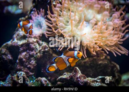 False percula clownfish (Amphiprion ocellaris) nella parte anteriore di una bolla-punta (anemone Entacmea quadricolor, insorgenza Indo-pacifico Foto Stock