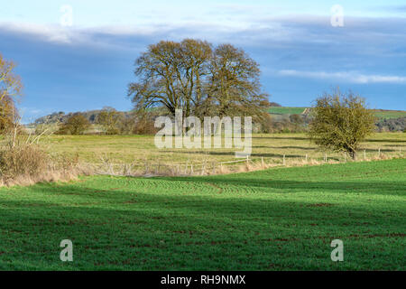 Panorama di Cotswold campagna guardando verso Brailes Hill Regno Unito, su di un soleggiato inverni giorno Foto Stock