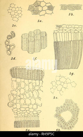 . Botanisk tidsskrift. La botanica; piante; piante. Botanisk Tidsskrift. 20. Bind. Tavle 6.. B. grammo del.. Si prega di notare che queste immagini vengono estratte dalla pagina sottoposta a scansione di immagini che possono essere state migliorate digitalmente per la leggibilità - Colorazione e aspetto di queste illustrazioni potrebbero non perfettamente assomigliano al lavoro originale. Botaniske forening i København. København : H. Hagerups Forlag Foto Stock