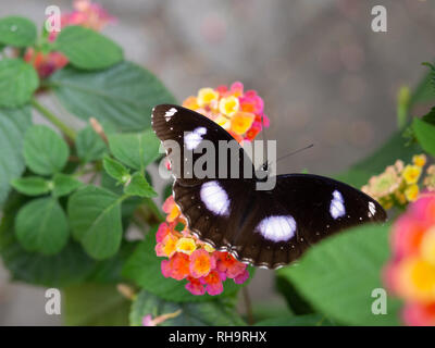 Danaid (eggfly Hypolimnas misippus) sulla Collina Penang, Malaysia Foto Stock