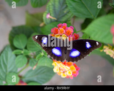 Danaid (eggfly Hypolimnas misippus) sulla Collina Penang, Malaysia Foto Stock