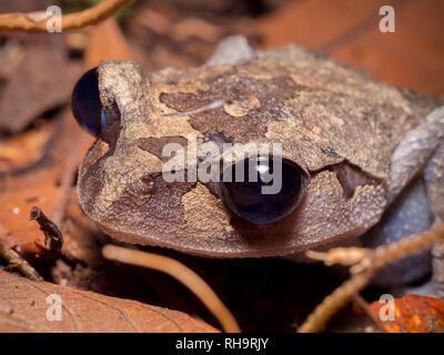 Cucciolata di pianura (Rana Leptobrachium abbotti) in Tawau Hills Park, Borneo Malaysia Foto Stock