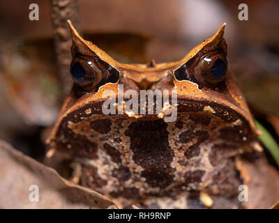 A becco lungo rana cornuta (Megophrys nasuta) in Tawau Hills Park, Borneo Malaysia Foto Stock