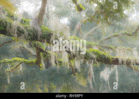 Vecchio dead Live Oak tree con MOSS e Risurrezione fern rami coperti e degli arti. Foto Stock