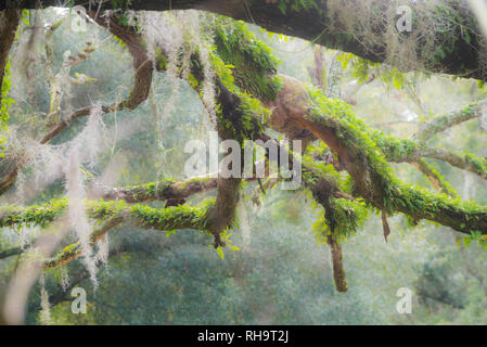 Vecchio dead Live Oak tree con MOSS e Risurrezione fern rami coperti e degli arti. Foto Stock