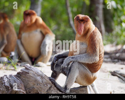 Proboscide scimmie (Nasalis larvatus) seduto sulla spiaggia in Bako National Park, Stati di Sarawak, nel Borneo, Malaysia Foto Stock