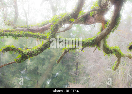 Vecchio dead Live Oak tree con MOSS e Risurrezione fern rami coperti e degli arti. Foto Stock