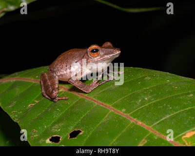 Collett la Raganella (Polypedates colletti) nel Bako National Park, Borneo Malaysia Foto Stock