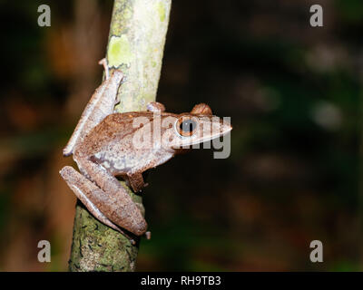 Collett la Raganella (Polypedates colletti) nel Bako National Park, Borneo Malaysia Foto Stock