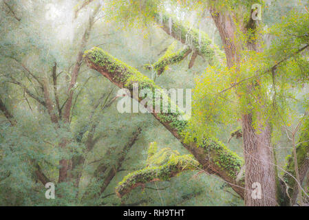 Vecchio dead Live Oak tree con MOSS e Risurrezione fern rami coperti e degli arti. Foto Stock