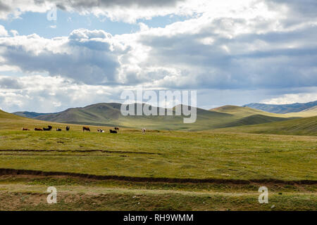 Mandria di mucche nella steppa Mongola, Mongolia Foto Stock