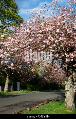 Rosa, Giapponese di fiori di ciliegio, West Argyle Street, Helensburgh, Scozia in Primavera Foto Stock