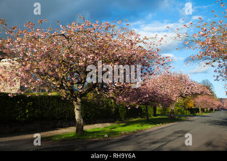 Rosa, Giapponese di fiori di ciliegio, West Argyle Street, Helensburgh, Scozia in Primavera Foto Stock