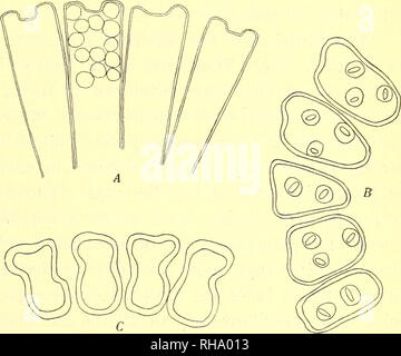 . Botanisk tidsskrift. La botanica; piante; piante. - 277 - sulla parte superiore della levetta vi è un bacino-disco sagomato in conseguenza del verso l'alto i raggi di curva; ha circa 26-28 raggi che sono uniti nella pianta vivente ma separare subito dopo la procedura di decalcificazione con acido. Secondo Solms l'impianto avrebbe dovuto: "raggi anche in stato di soggiorno separato e libera". Questo però non è stato il caso con i miei provini e questa è la più importante differenza tra i miei provini e la descrizione di Solms. Ma io non credo che questo sia un modo molto impor- tant. Uno dei suddetti sp Foto Stock