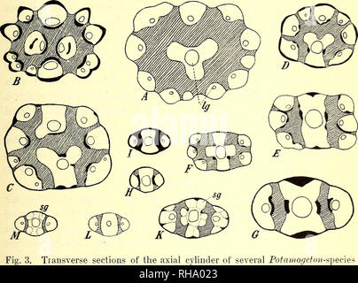 . Botanisk tidsskrift. La botanica; piante; piante. Â 259 â (Fig. 1 (7), in altri, al contrario, come quelli sono carenti mentre vi sono fasci più profondo nella corteccia; altri ancora sono abbastanza con- fuori fasci nella corteccia (Fig. 9), o, se come una rara eccezione i fasci sono presenti, ma sono molto pochi. Il endodermis-cellule mostrano alcune differenze ; in alcune specie. (45 : 1). Ã , P. perfoliatus Gr, P. lucens B, - coloratus H, - gramineus o, - natans io, D - praelongus K, - crispo E, - lucens X praelongus L, - densus (â pag. decipiens) M, - zosterifolius F, - gramineus X perfoliatus (= P. nitens) Foto Stock