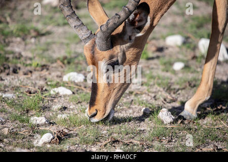 Colpo alla testa di nero di fronte Impala (Aepyceros melampus) al pascolo. Foto Stock