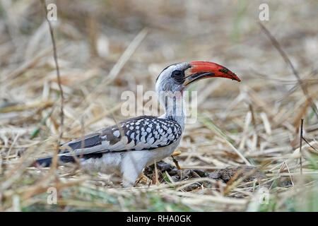 Western red-fatturati hornbill nel suo habitat naturale in Gambia Foto Stock