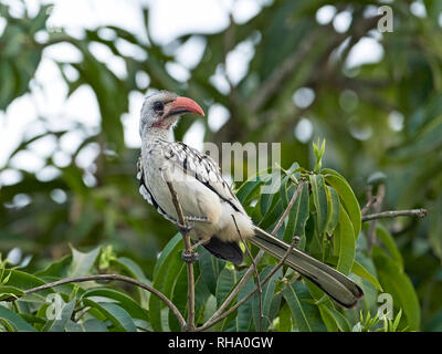 Western red-fatturati hornbill nel suo habitat naturale in Gambia Foto Stock