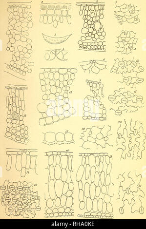 . Botanisk tidsskrift. La botanica; piante; piante. Botanisk Tidsskrift 19. Bind. Tavle 15.. F. Børgesen del.. Si prega di notare che queste immagini vengono estratte dalla pagina sottoposta a scansione di immagini che possono essere state migliorate digitalmente per la leggibilità - Colorazione e aspetto di queste illustrazioni potrebbero non perfettamente assomigliano al lavoro originale. Botaniske forening i København. København : H. Hagerups Forlag Foto Stock