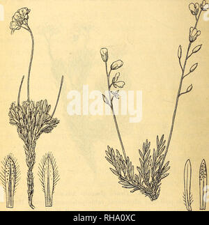 . Botanisk tidsskrift. La botanica; piante; piante. 296 a questa specie appartengono: Draba aspera Adams. (Fig. 5). Le foglie qui sono perlopiù ciliate; piccoli peli ramificati sono di rara sulle superfici. Non ho visto esemplari originali, ma vi sono esemplari strettamente concordando con la descrizione fatta da De Gandolle dal Taimyr peninsula (legit Mid- dendorf), il Tschuktscher-terra (legit Kjellman), San Lorenzo. Fig. 5. Fig. 6. Draba aspera Adams. Draba oligospermia gancio. (Campione dal (campione da Arctic America nella penisola di Taimyr 73° 45' erba. Gancio), raccolti da Middendorf). Foto Stock