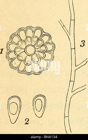 . Botanisk tidsskrift. La botanica; piante; piante. 202 Bladstilkene, baade af Kimblade og Staengelblade, og- per un ars un gede Krumninger Staengelen af. Den brunsorte Masse, som opfyldte Staenglens Indre, bestod af et Mylr af klare brungule Sporeballer, som i vare Regelen nøjagtig kugle- runde, 20-30//, hyppigst 22-25/,. tykke, ho enkelte Tilfaelde monstrøse, lidt aflange, 42 p 1., 26 lug t. Disse Sporeballer, af hvilke der fandtes flere indeni stessa staerkt udvidede Parenkymcelle og som hver isaer var omgiven af en tynd klar Hinde, havde en Bygning ejendommelig, nemlig som Hulkugler, der bestode af et La Foto Stock