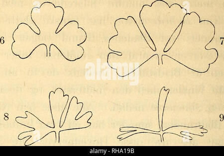 . Botanisk tidsskrift. La botanica; piante; piante. 14. Fig. 6-9. Batrachium finit ans (Lam.).. Si prega di notare che queste immagini vengono estratte dalla pagina sottoposta a scansione di immagini che possono essere state migliorate digitalmente per la leggibilità - Colorazione e aspetto di queste illustrazioni potrebbero non perfettamente assomigliano al lavoro originale. Botaniske forening i København. København : H. Hagerups Forlag Foto Stock