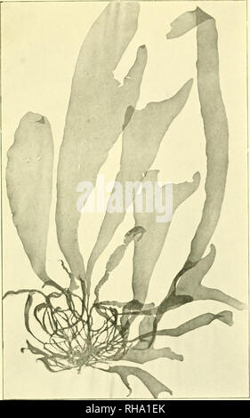 . Botaniska studier, tellägnade F. R. Kjellman den 4 novembre 1906. Kjellman, F. R. (Frans Reinhold), 1846-1907; Botanica. BOTANISKA STUDIER TILLÄGNADE F. R. KJELLMAN. Taf. IX.. Giacilaiia {Lc|itu.saica) simplex Gi.it. Si prega di notare che queste immagini vengono estratte dalla pagina sottoposta a scansione di immagini che possono essere state migliorate digitalmente per la leggibilità - Colorazione e aspetto di queste illustrazioni potrebbero non perfettamente assomigliano al lavoro originale. Uppsala, Almqvist &AMP; Wiksell Foto Stock