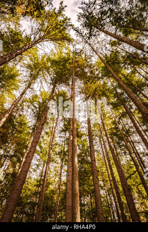 Gruppo di eccessivamente alti di abete Douglas alberi (Pseudotsuga menziesii) crescente selvatici in uno stato parco riserva su una soleggiata giornata autunnale Foto Stock