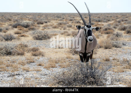 Voce maschile Oryx o Gemsbok (Oryx gazella), vista frontale, sulle grandi pianure Etosha nel Parco Nazionale di Etosha. Foto Stock