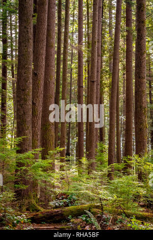 Gruppo di eccessivamente alti di abete Douglas alberi (Pseudotsuga menziesii) crescente selvatici in uno stato parco riserva su una soleggiata giornata autunnale Foto Stock