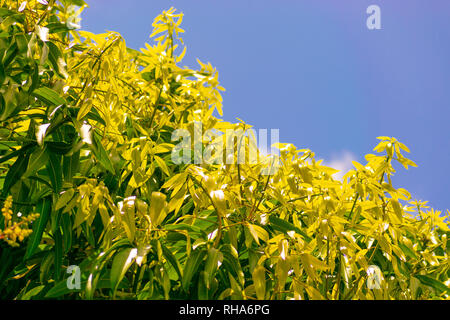 Lussureggiante verde delle foglie di un albero di mango contro il cielo blu con un cerotto di nuvola bianca in una giornata di sole sulla tropicale isola dei Caraibi Foto Stock