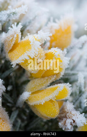 Brina, trasformata per forte gradiente frost, sui fiori di comune ginestre, Ulex Europaeus, Stedham e Iping Commons, Sussex, Regno Unito. Gennaio Foto Stock