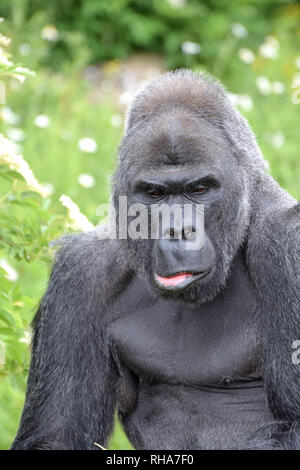 Un maschio maturo Western pianura gorilla Foto Stock