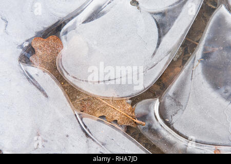 Foglie di quercia congelati sotto il ghiaccio, il ghiaccio patterns, Sussex, Regno Unito, Gennaio Foto Stock