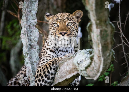 Ritratto di donna leopard (Panthera pardus) in appoggio sul ramo, Uganda Foto Stock