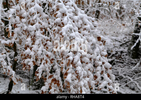 Neve fresca sui rami degli alberi della foresta d'inverno. Foto Stock