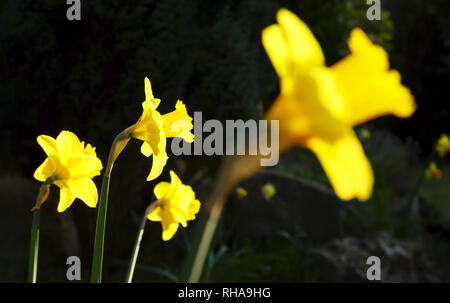 Giunchiglie, narcisi closeup che crescono in un giardino inglese Foto Stock