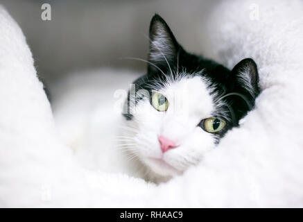 Un bianco e nero domestico gatto Shorthair rilassante su un morbido letto Foto Stock